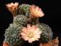 Preview: Flower of mother plant